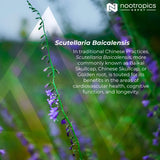 Tabletas de extracto de escutelaria Baikal 250 mg Nootropics