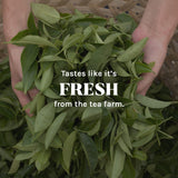 Té Verde Orgánico 100% Natural con Sabor Fresco