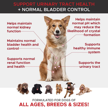 Vitaminas Arándano para perros Los suplementos para perros
