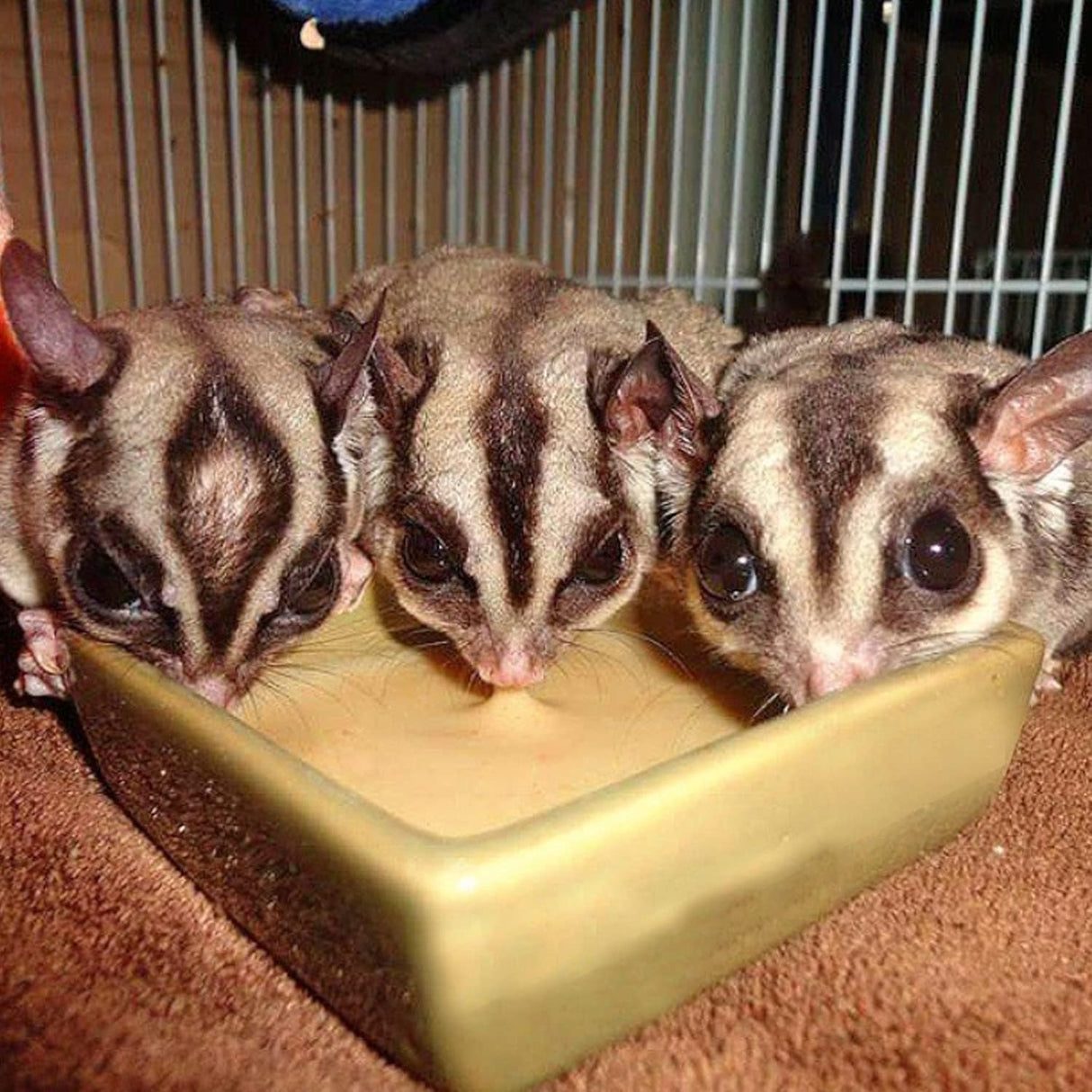 Alimento Natural para Sugar Glider - Rico en Vitaminas y Proteínas