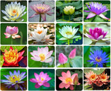 30PCS Semillas de Loto Nelumbo, No GMO, Acuáticas para Jardín