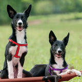 Cama Elevada para Perros Veehoo, Portátil, Mesh Lavable, CWC1803-L