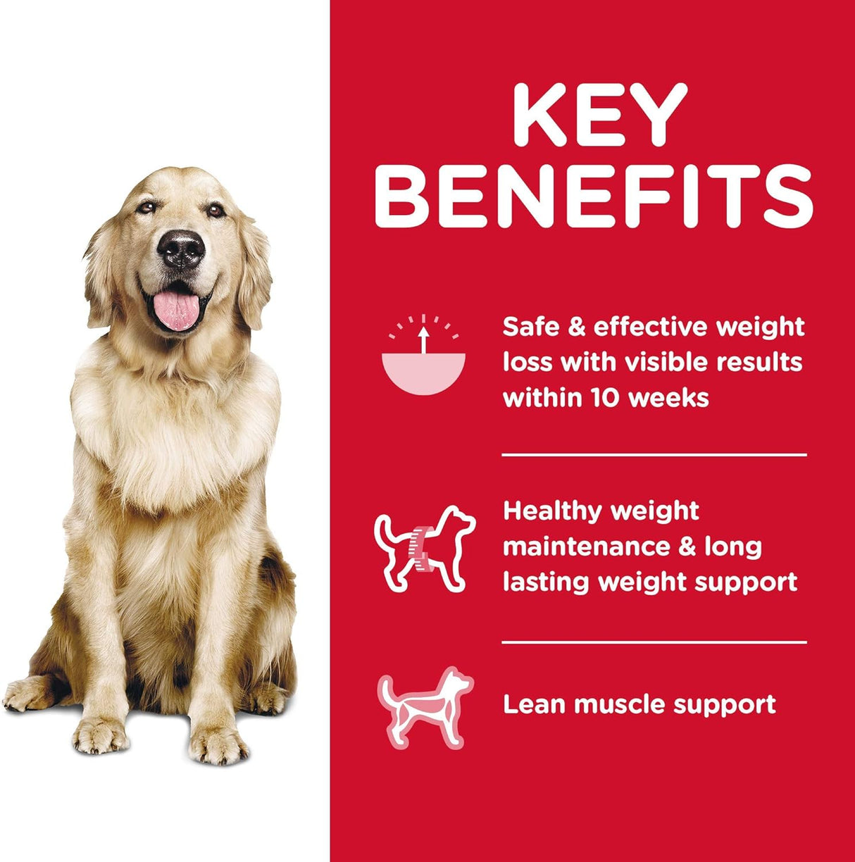 Alimento para Perros Comida para Perro de Adulto