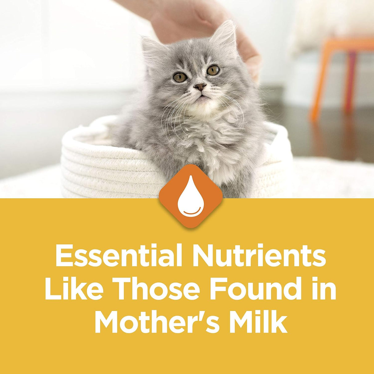 Alimento seco para gatitos nutre los músculos 4 bolsas