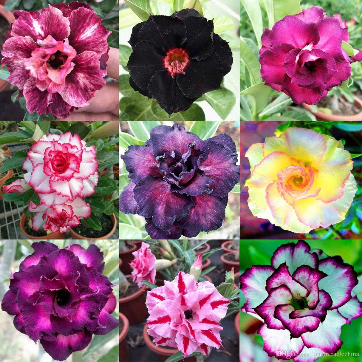 Semillas de Rosa del Desierto 10 PC B99 - Mezcla de Colores