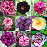 Semillas de Rosa del Desierto 10 PC B99 - Mezcla de Colores