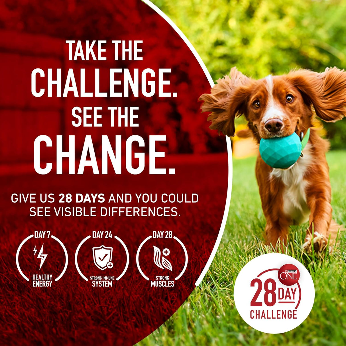 Purina ONE Comida Seca para Perros, Estómago Sensible, 31.1 lb.