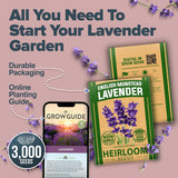 Semillas de Lavanda Premium HOME GROWN, 3000 No GMO, USA