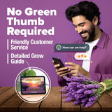 Semillas de Lavanda Premium HOME GROWN, 3000 No GMO, USA