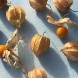 Semillas de Tomatillo Gaea's Blessing - No-GMO, Herencia, Abiertas