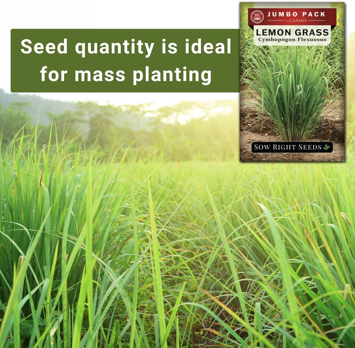 Semillas de Hierba Limón - Sow Right Seeds - 1600 Semillas