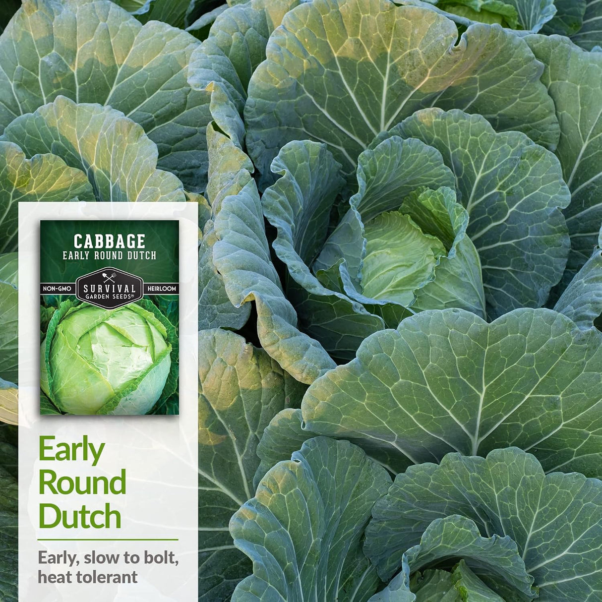 Semillas de Repollo Dutch - Survival Garden - No GMO, Heirloom