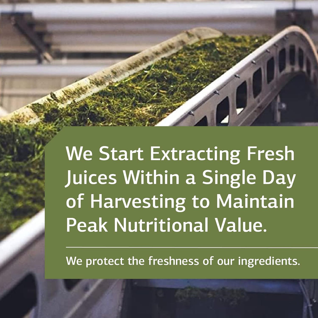 Neuroplex Suplemento Nervioso de Procesos Estándar Inc. 90 caps