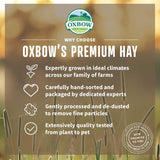 Heno de Hierba Orchard Oxbow - Rico en Fibra - 40 oz.