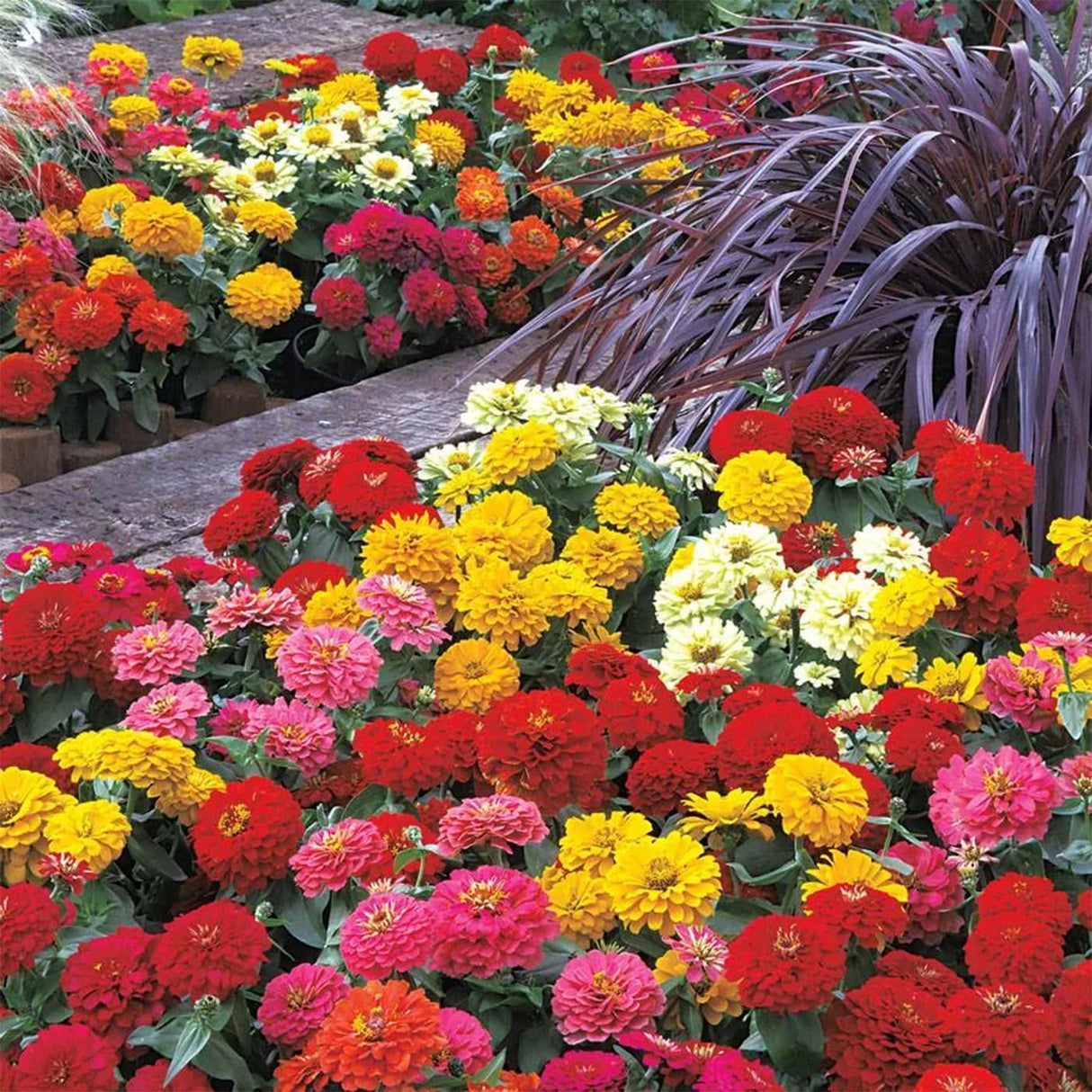 Semillas de Zinnia Elegans Heirloom - Mezcla Abundante 1000+