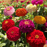 Semillas de Zinnia Elegans Heirloom - Mezcla Abundante 1000+