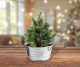 Mini Kit de Crecimiento de Árbol de Navidad BUZZY, Garantizado