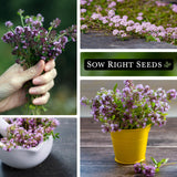 Semillas de Tomillo Rastrero - Sow Right Seeds - No GMO - 1 paquete