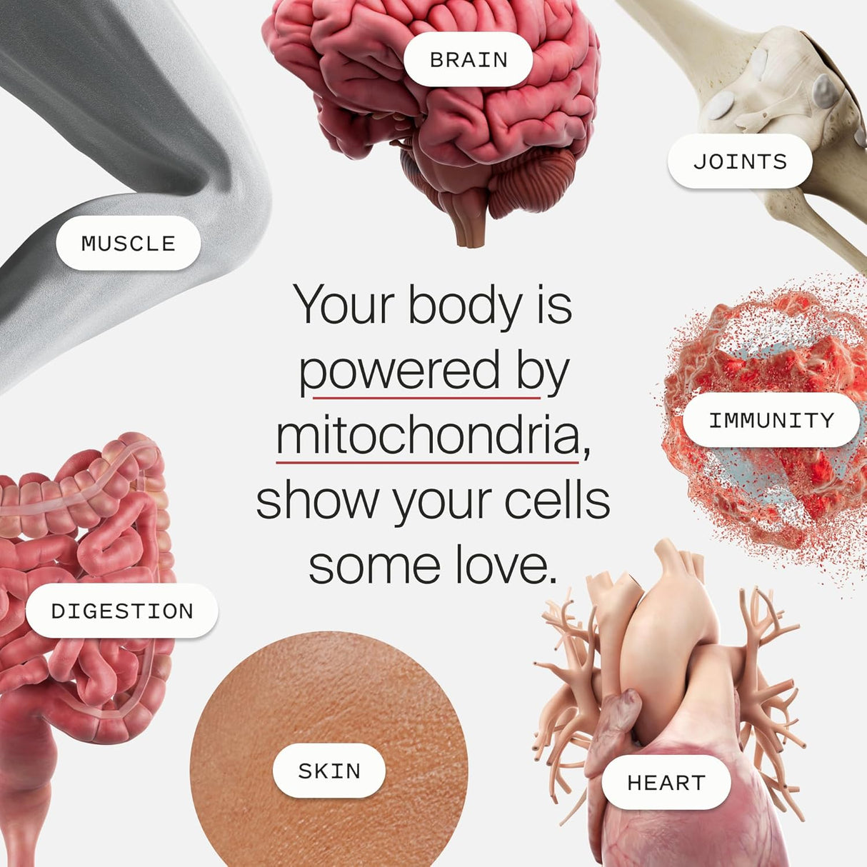 Mitopure Urolithin A Suplemento, Apoyo Salud Envejecimiento, 60 Cápsulas