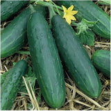 Semillas de pepino orgánico Spacemaster - Everwild Farms
