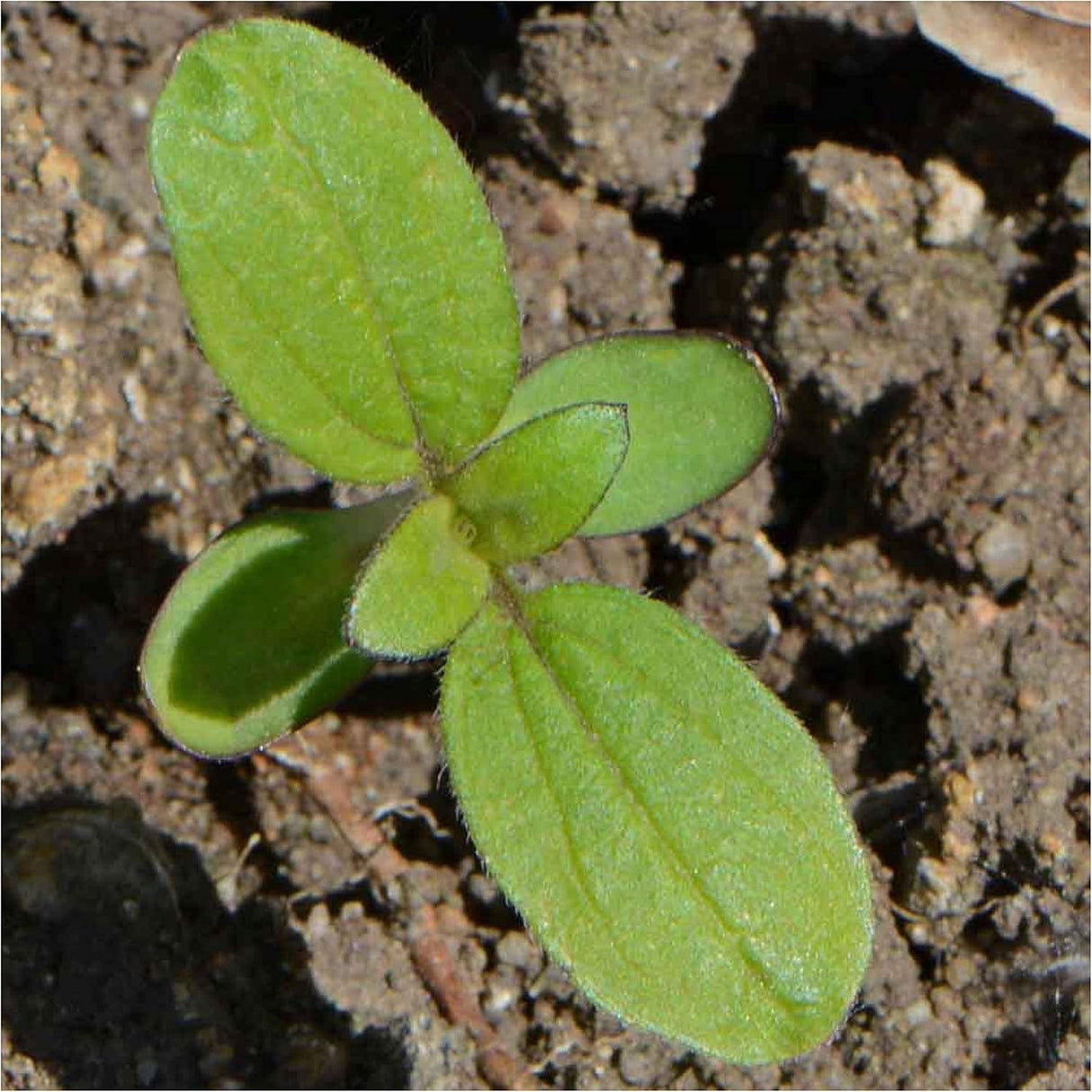 Semillas de Girasol Dwarf Sunspot - Seed Needs, 80 Heirloom