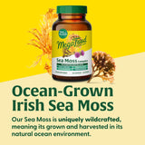 MegaFood Sea Moss Complex - 7000mg, Black Seed, Ashwagandha, 120 cápsulas