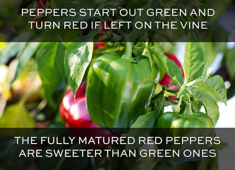 Semillas de Pimiento California Wonder - RDR Seeds - Heirloom Non-GMO