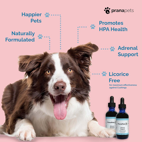 Vitaminas en los perros Fórmula de hierbas sin regaliz