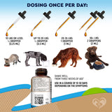Suplementos natural para gatos con probióticos