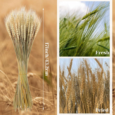 Geosar Espigas de Trigo Secas 600 Stems 17 Pulgadas
