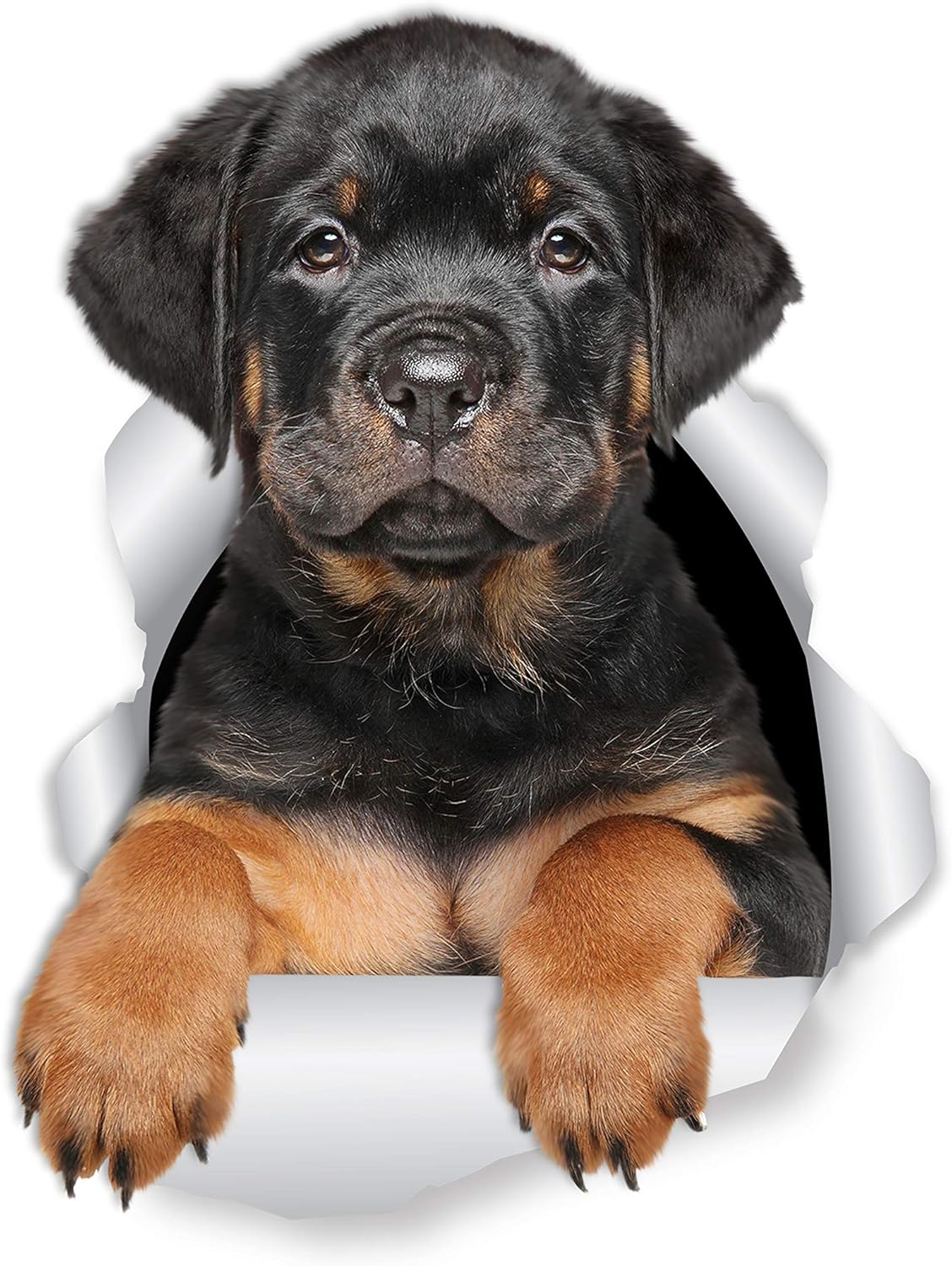 Stickers 3D Rottweiler - Winston & Bear - 2 Pack - Decorativos