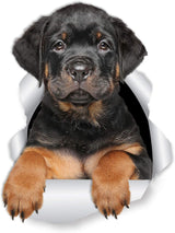Stickers 3D Rottweiler - Winston & Bear - 2 Pack - Decorativos
