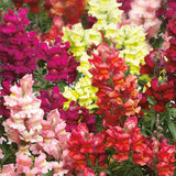 5000+ Semillas de Flores Snapdragon, No GMO, Regalos de Jardín