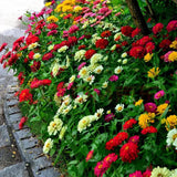 Semillas de Zinnia Elegans Heirloom - Mezcla Abundante 1000+