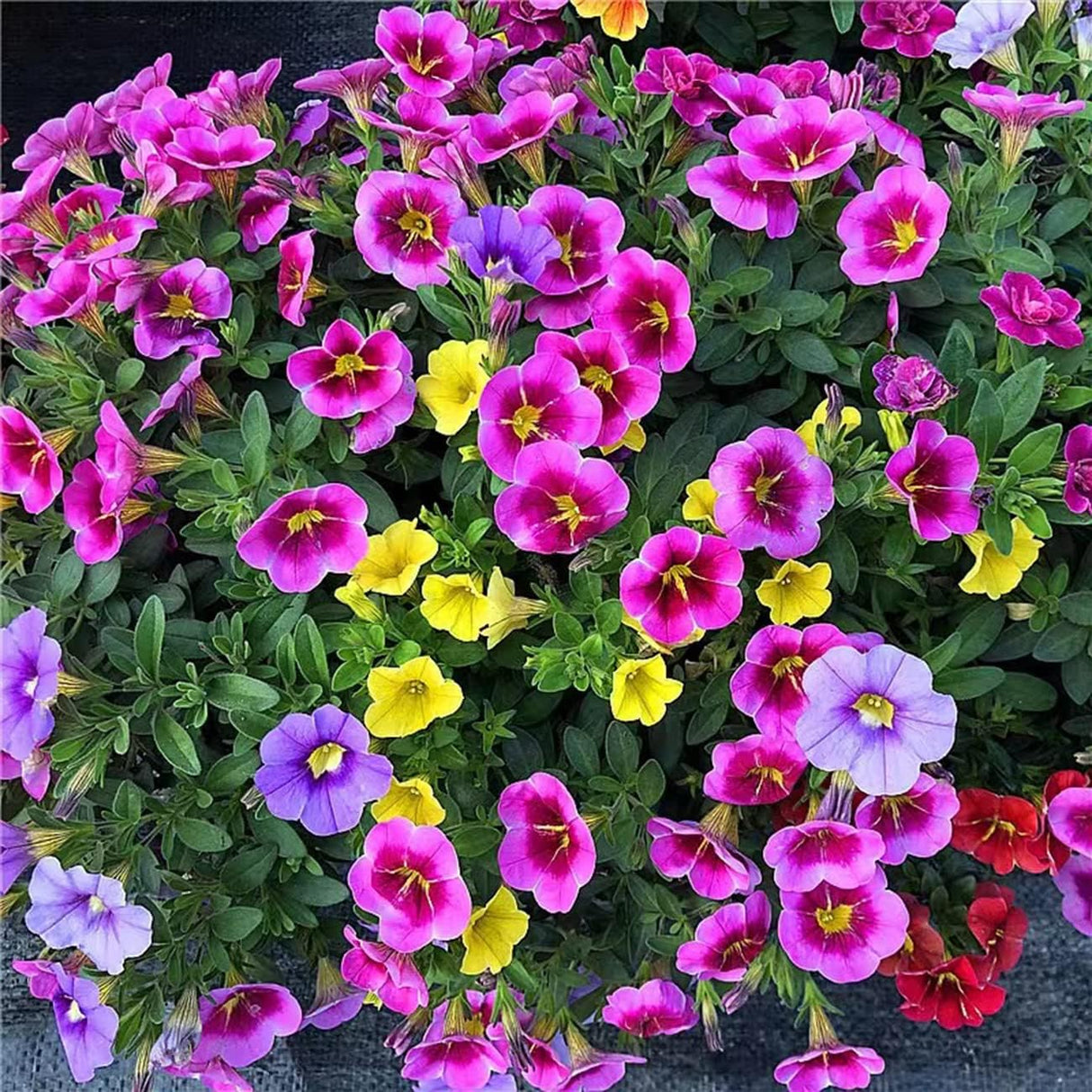 5000+ Semillas de Petunia Grandiflora para Jardín y Bonsai