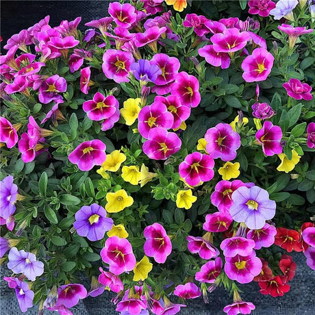 5000+ Semillas de Petunia Grandiflora para Jardín y Bonsai