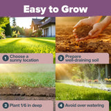 Semillas de Lavanda Premium HOME GROWN, 3000 No GMO, USA