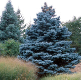 100 Semillas de Abeto Azul | Picea pungens glauca | Jardín