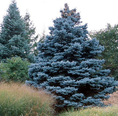 100 Semillas de Abeto Azul | Picea pungens glauca | Jardín