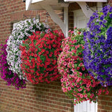 5000+ Semillas de Petunia Grandiflora para Jardín y Bonsai
