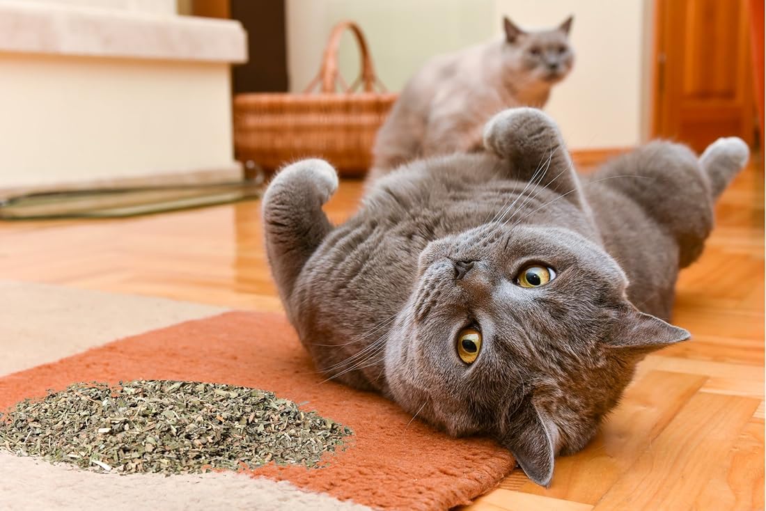 mezcla premium segura para gatos