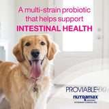 Suplemento de salud digestiva multicepa probióticos