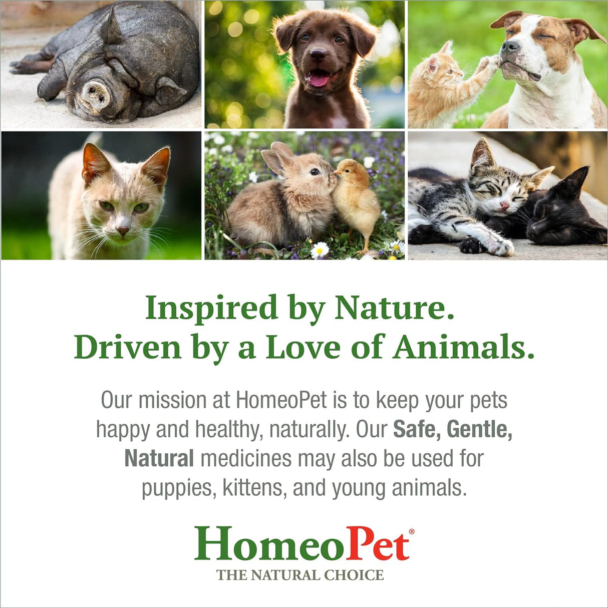 Trastornos digestivos felinos, digestivo natural para gatos