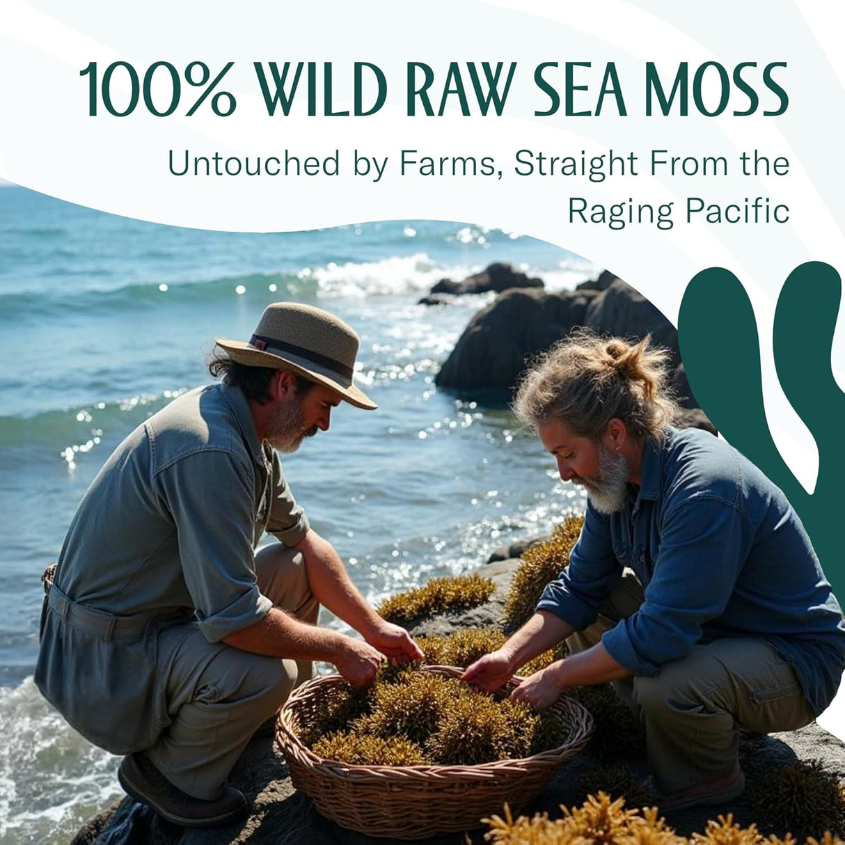 Sea Moss Raw - Wildcrafted Irish para digestión y salud intestinal 16oz