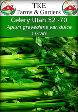 Semillas de Apio 52-70 de TKE Farms, No GMO, 2500+ semillas