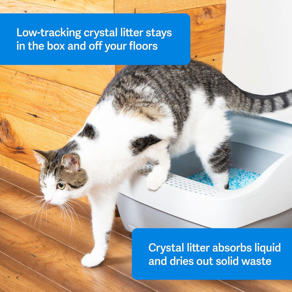Arena para gatos que no se aglutina de acción con cristal