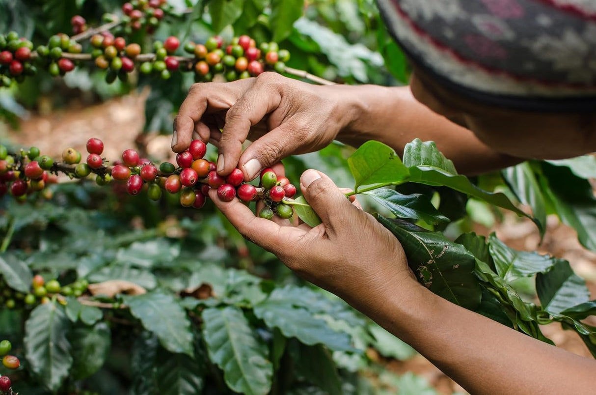 Café Don Pedro Café Decaf Americano 11.5 oz, Bajo en Ácido