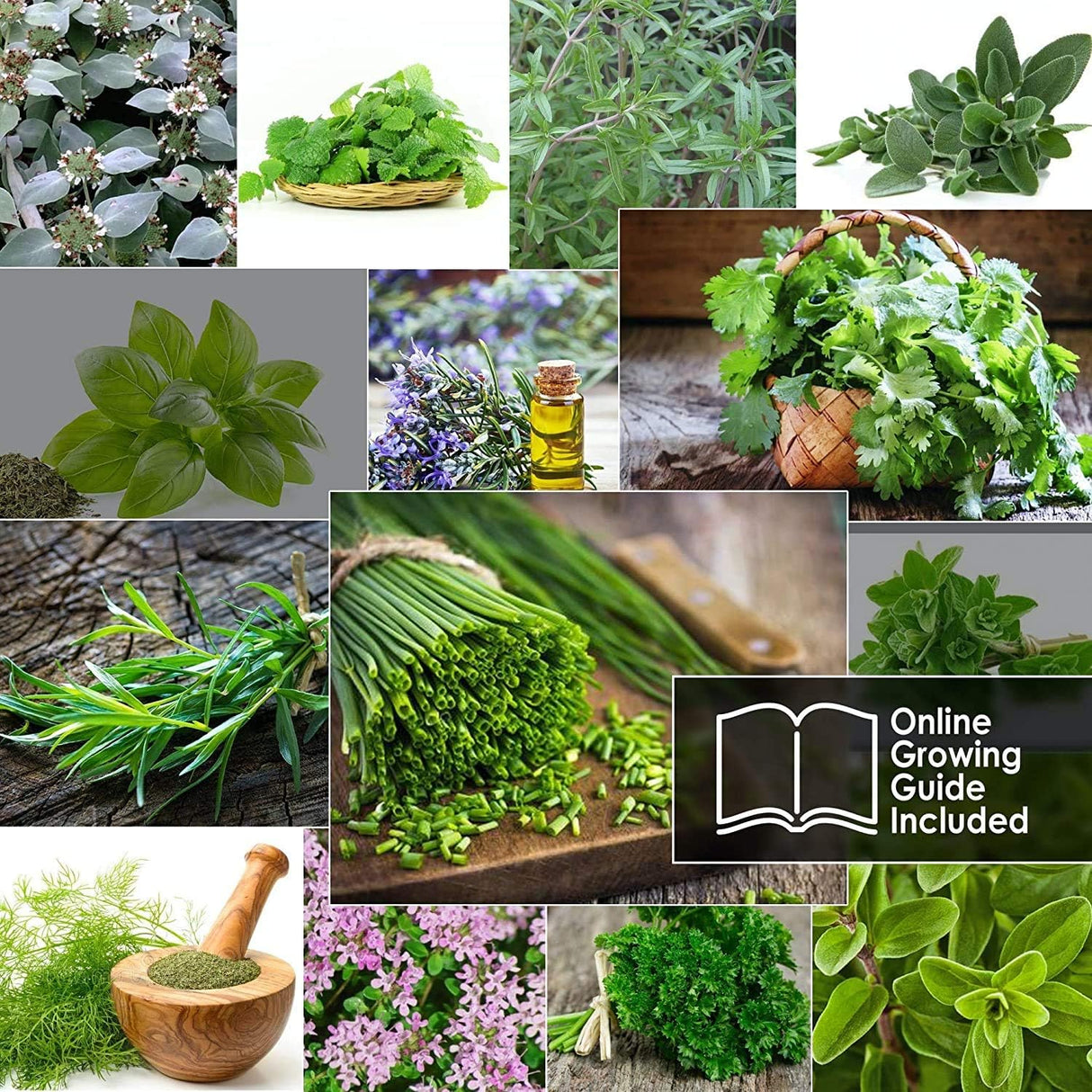 Paquete de Semillas de Hierbas Culinarias - Heirloom y No GMO