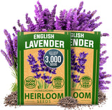 Semillas de Lavanda Premium HOME GROWN, 3000 No GMO, USA