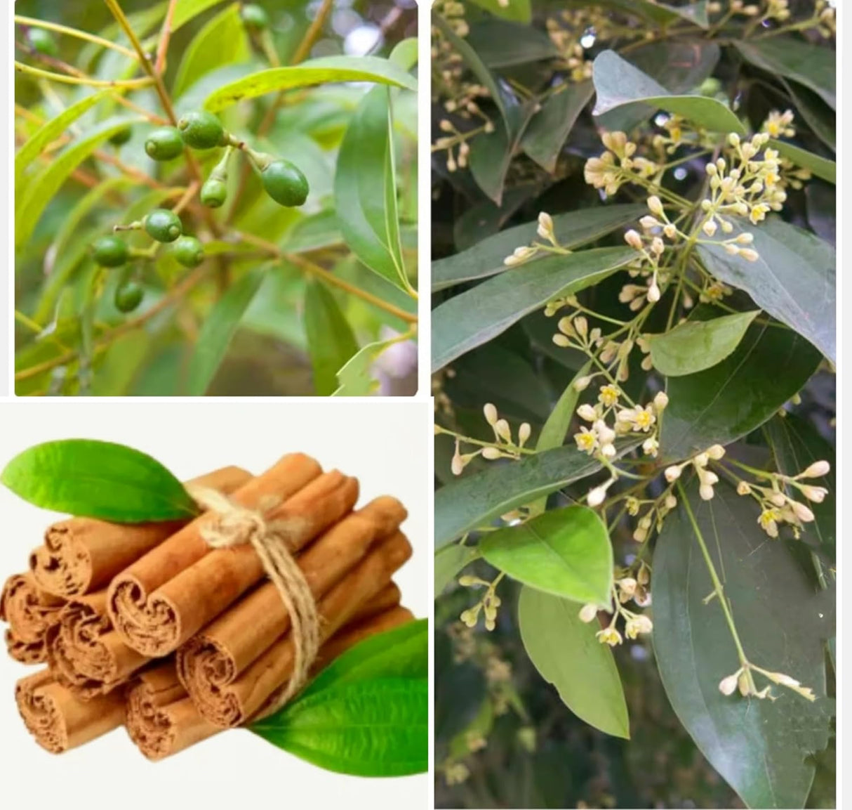 35 Semillas de Canela Cinnamomum verum - Rápido Crecimiento